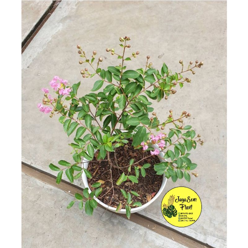 TANAMAN HIAS BUNGA SAKURA BUNGUR + POT PUTIH