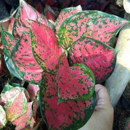 Pohon aglonema DUN ANJAMANI - aglonema merah - aglonema indah dun anjamani