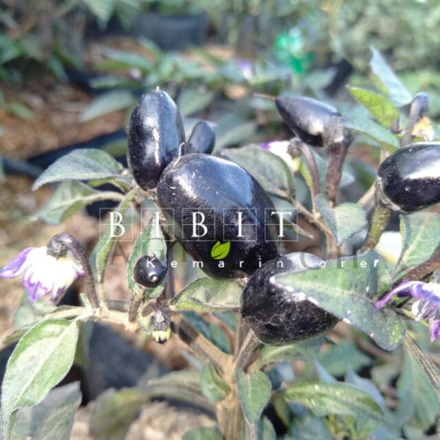 Bibit Cabe Hitam / Cabai Hitam Unik