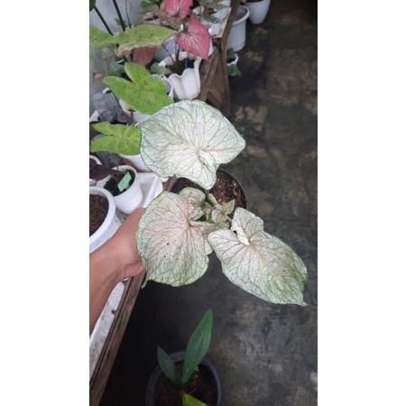 CALADIUM WHITE JAGUAR