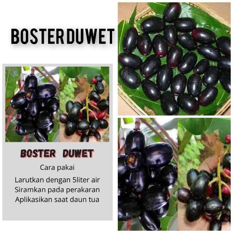 BOSTER BUAH DUWET BOOSTER BUAH DUWET PUPUK BUAH DUWET