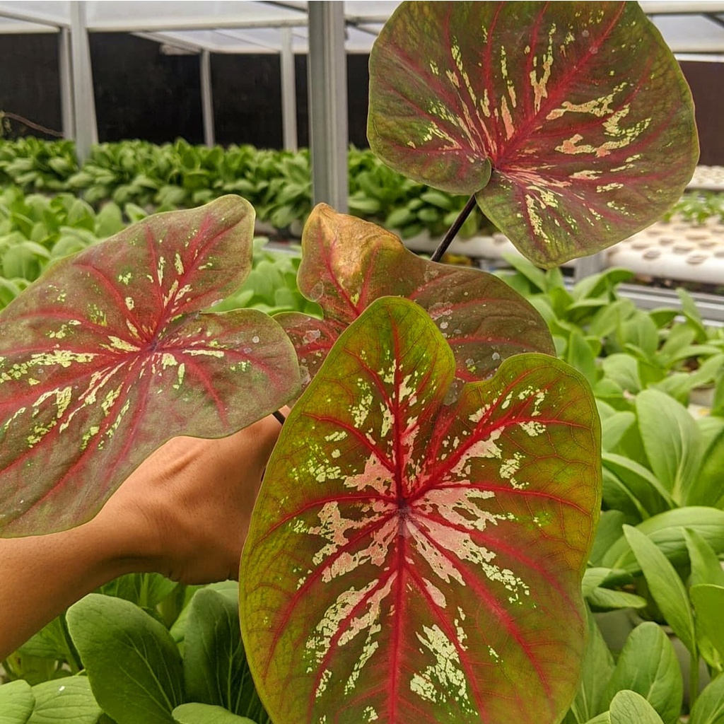 Caladium Doreng  / bunga keladi / tanaman hias keladi murah / tanaman keladi hidup / caladium thaila