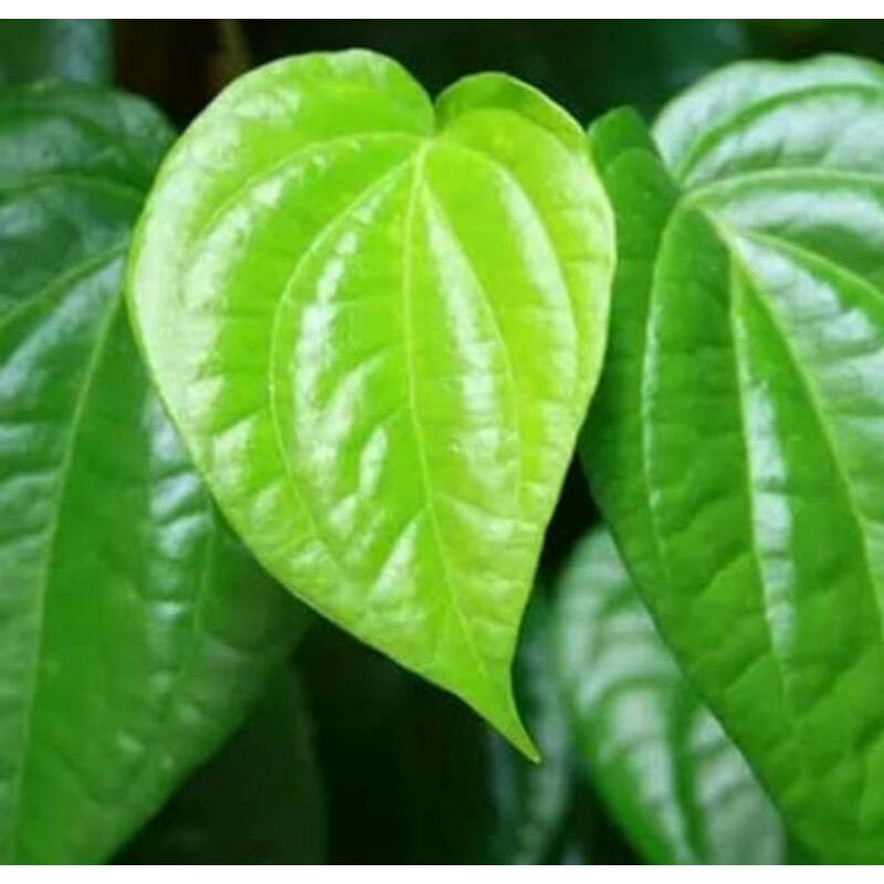 

Daun Sirih 1000 gram