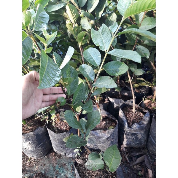 bibit  jambu kristal cangkok