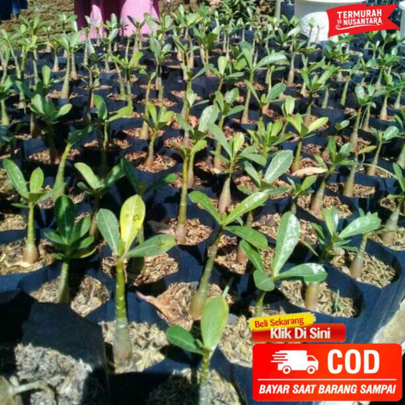 Bibit adenium ( kamboja jepang ) murah