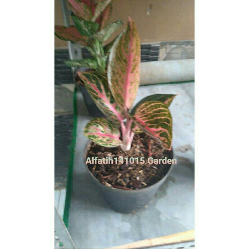 Tanaman Hias Aglonema Widuri-aglonema widuri-pohon aglonema widuri-promo aglonema widuri-hias widuri
