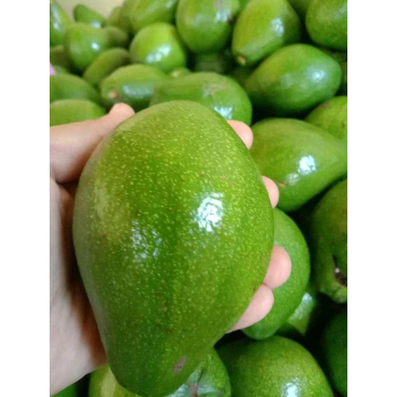 

alfukat matega mentah 1 kg
