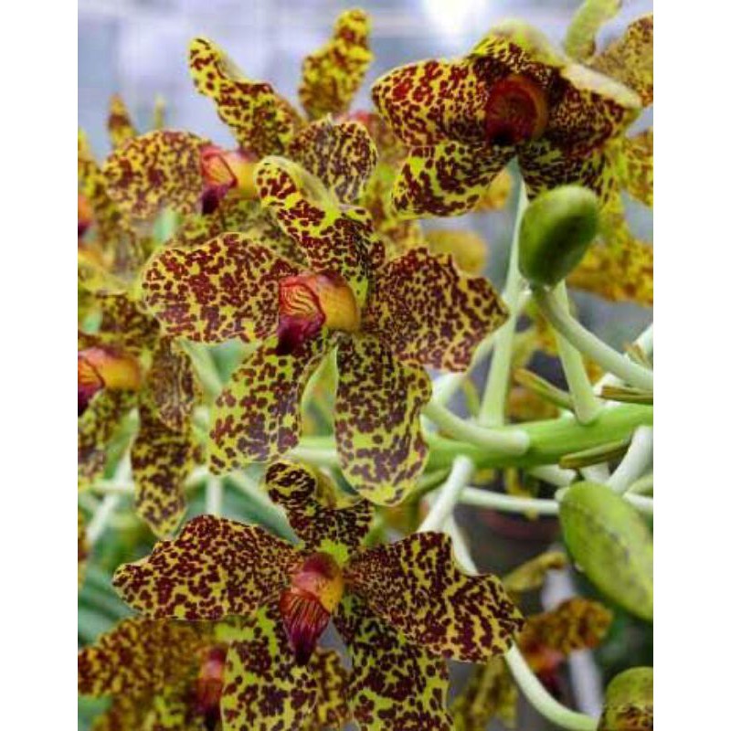 botolan grammatophyllum spesiosum saos