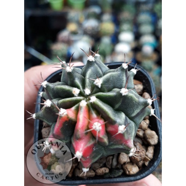Gymnocalycium English Red
