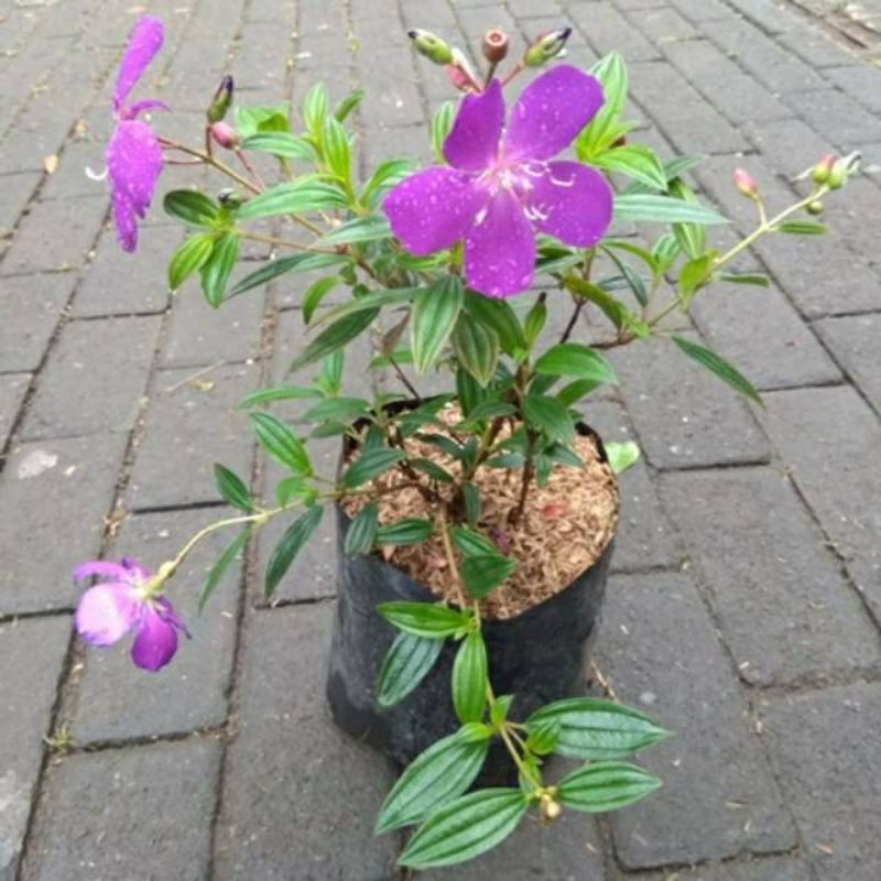 tanaman hias harendongan - senggani bunga ungu