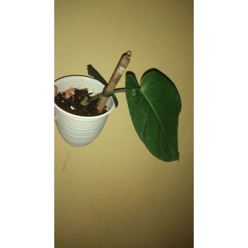 monstera borsigiana variegata