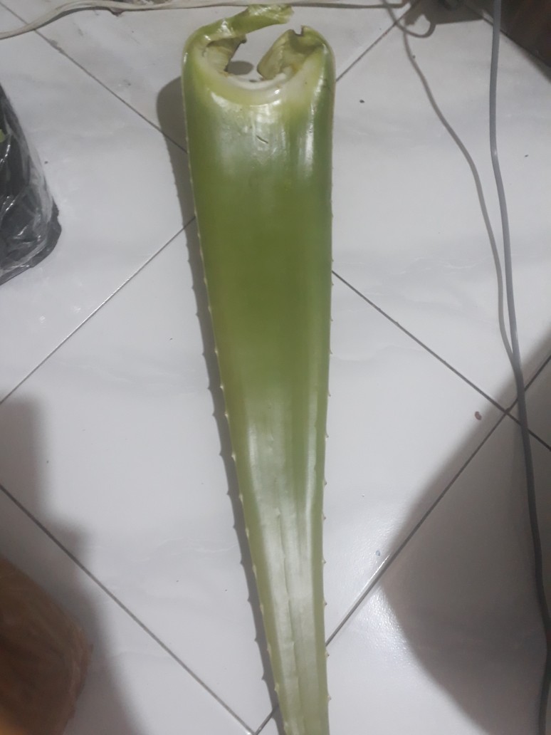 Sale! Pelepah Lidah Buaya Jumbo & Fresh 100% Organik (600-750gr)