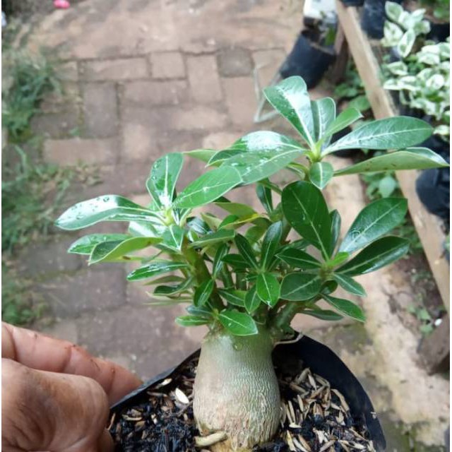 Bibit tanaman adenium bonggol besar bahan bonsai kamboja jepang