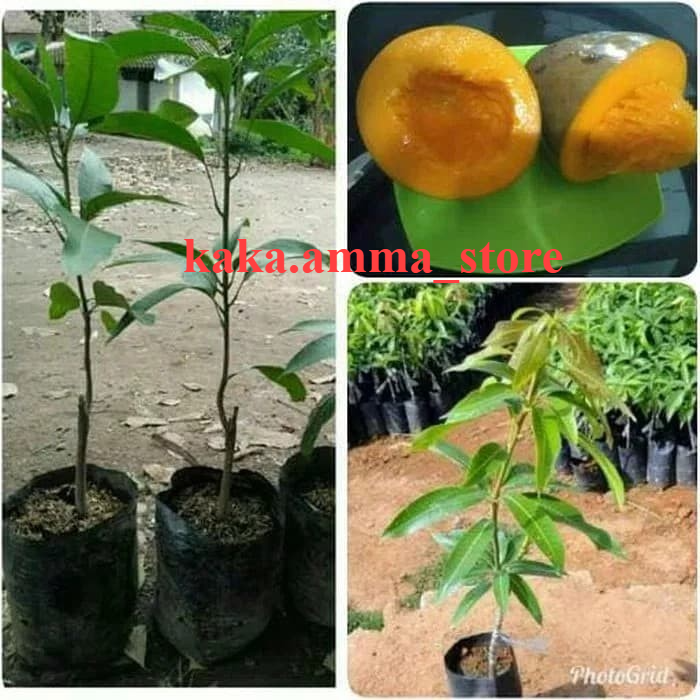 Bibit Buah Mangga Alpukat/Bibit Mangga Alpukat Super/Bibit Tanaman Buah Mangga Alpukat Okulasi-Tambu