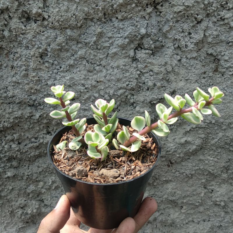 Jade Plant | DP 10cm | Sukulen