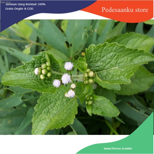 

Terlaris daun bandotan/babadotan segar 1kg COD