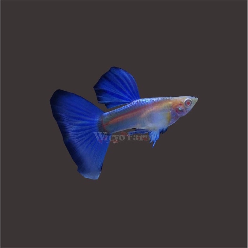 Ikan Guppy Albino Sky Blue (topaz)