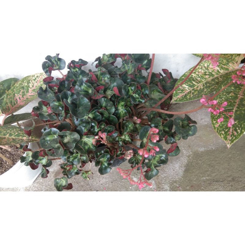 begonia aurikulata/begonia kuping/daun keriting