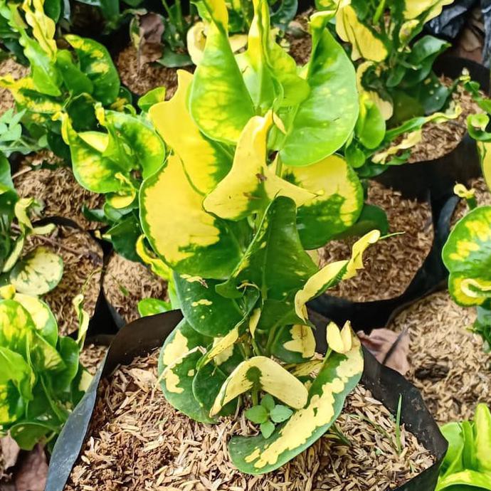 Pohon Hias Puring Kerupuk Kuning