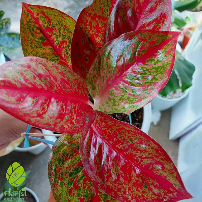 AGLONEMA RED STARDUST BIG (SIZE L) // AGLONEMA REDSTARDUST BESAR UKURAN DEWASA