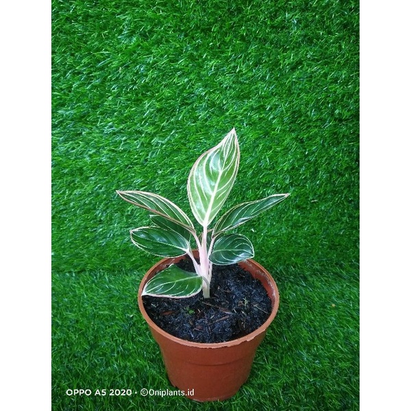 Aglonema Minion remaja
