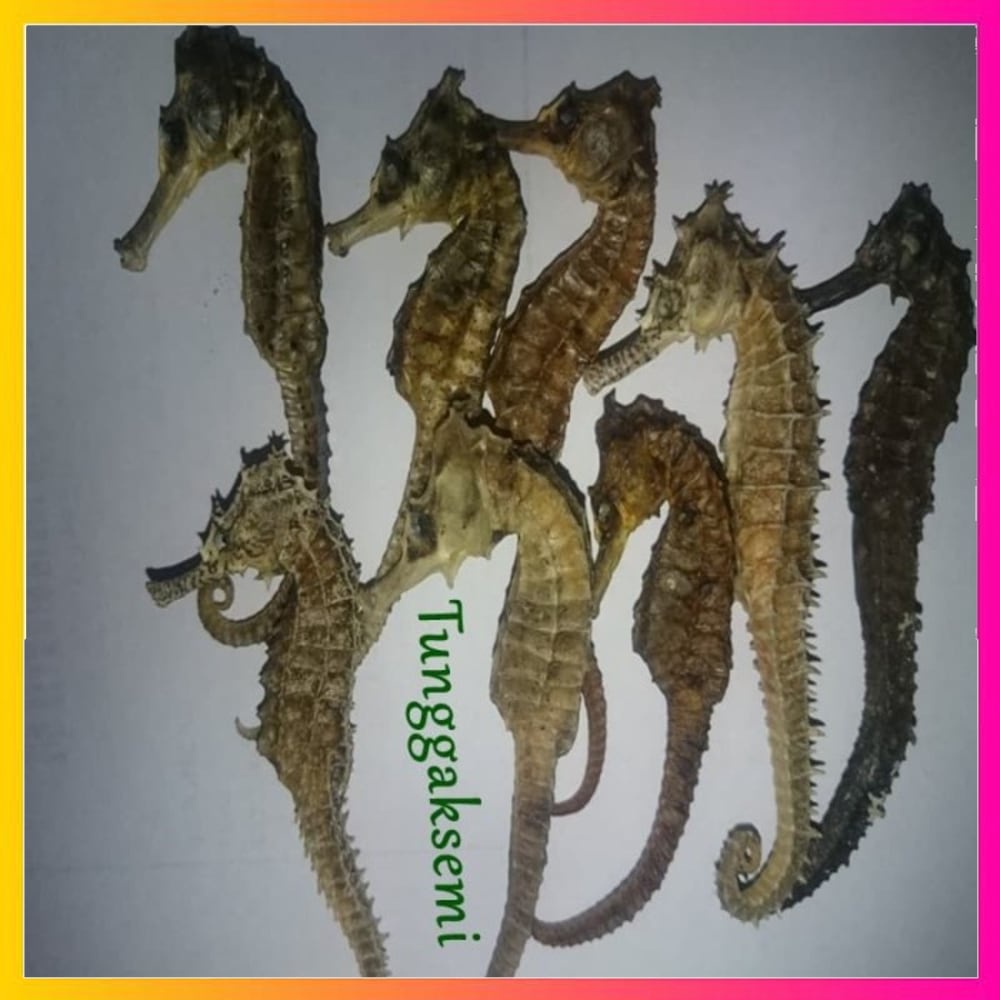 

PROMO Sepasang 2 Ekor Kuda Laut Herbal Joss