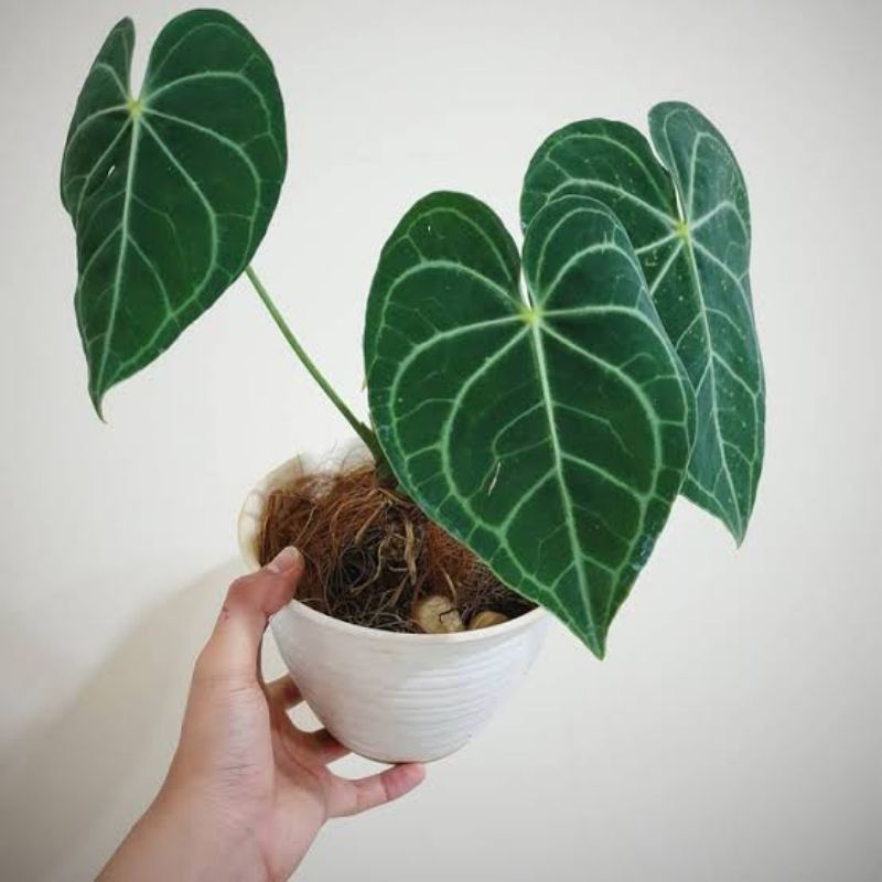 Tanaman Hias Bunga Kuping Gajah/Anthurium Crystallinum Daun Besar