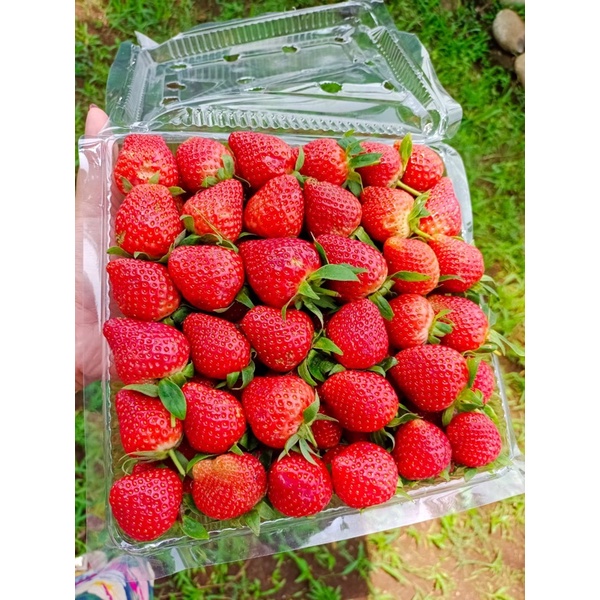 

strawberry 25.000 /kg atau 1mika sesuai foto
