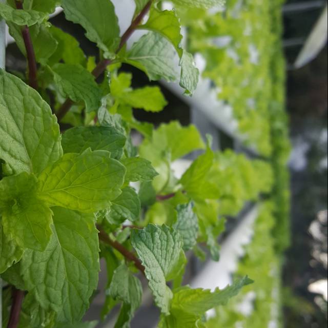 

Daun mint hydroponik