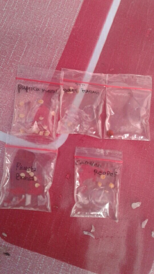 Biji Benih Bidara Arab Sudah Kupasan Siap Semai Isi  1 Biji