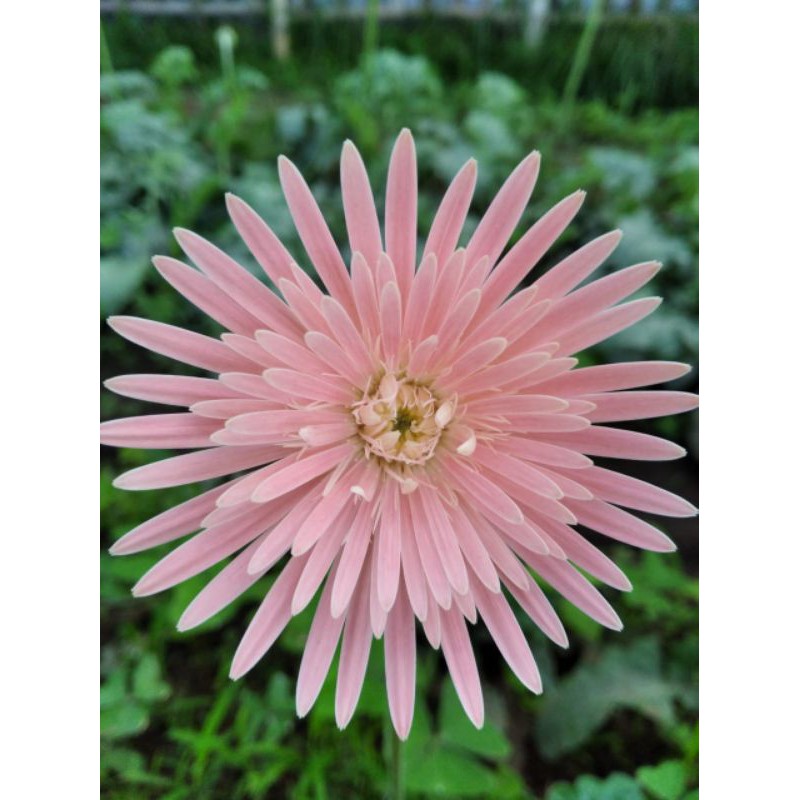 bibit bunga gerbera spyder sdh hidup