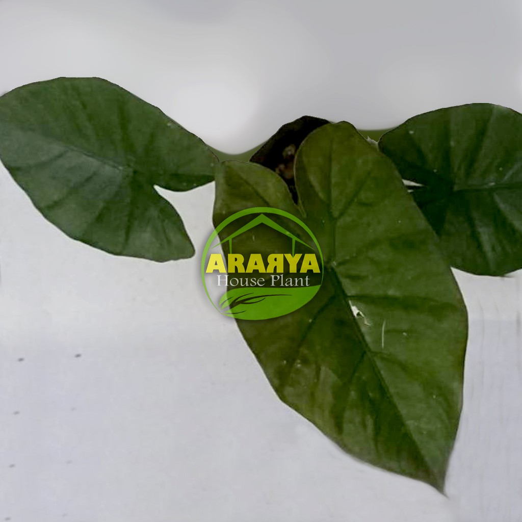Keladi Hitam Anakan Daun 2-3 / Caladium Black Jack / Sente - Lompong - Talas Hitam / Talas Wulung