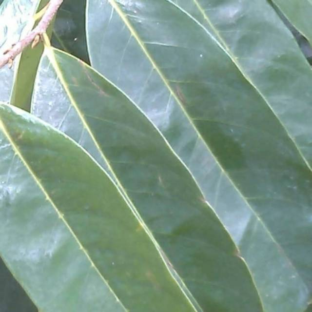 

Daun Sirsak- Herbal 500gr