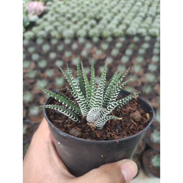 haworthia zebra