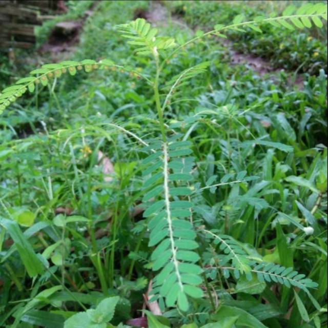 

Jual Daun meniran fresh 200 grm