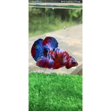 Cupang Multicolor Red Koi Galaxy  (Free Female random)