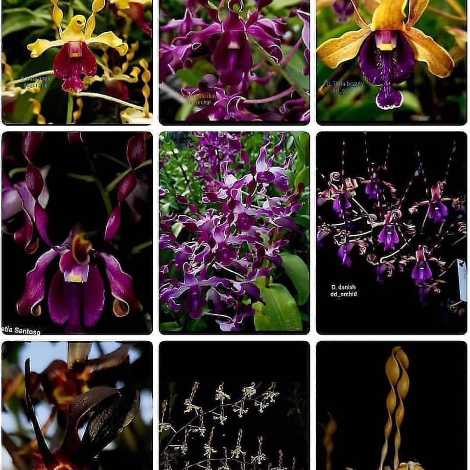 Dendrobium Keritingan