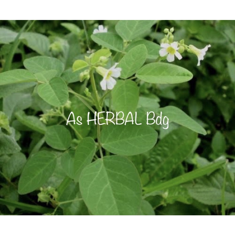 

Daun belimbing tanah / daun calincing segar 250 gram-az