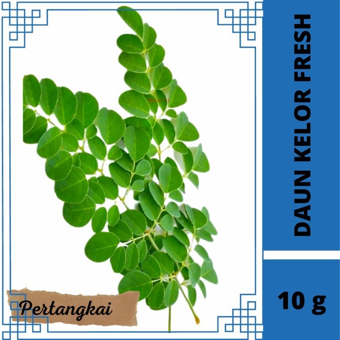 

Promo Herbal Daun Kelor Segar Fresh | Pesan Petik Kirim |Pertangkai