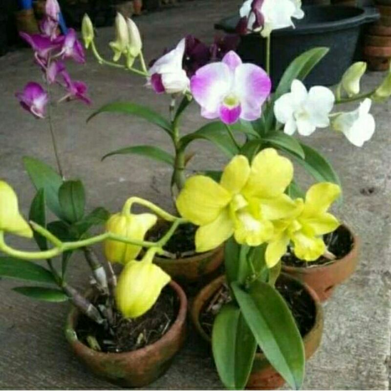 anggrek dendro dewasa