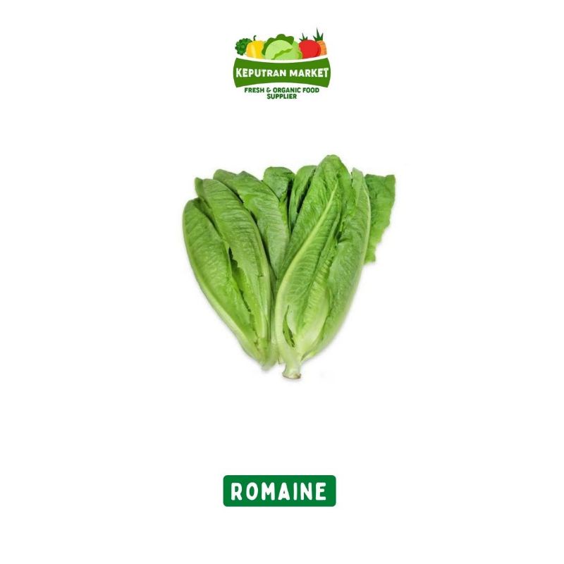 

Selada Romaine Per Kg / Produk Langka