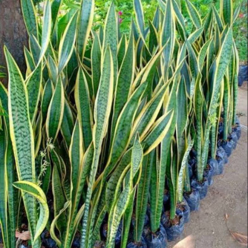 Tanaman hias sansevieria trifasciaca kuning | Lidah Mertua Kuning