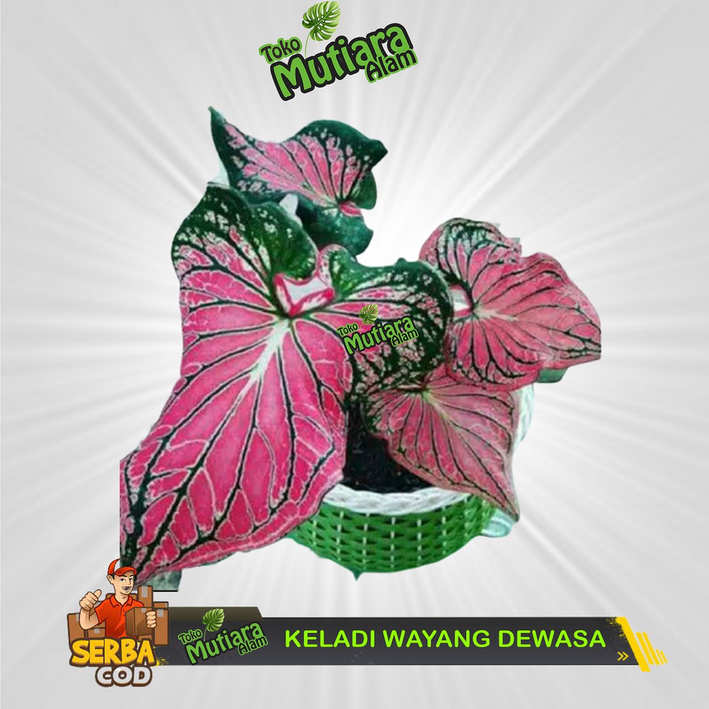 KELADI WAYANG BATIK PREMIUM DEWASA MUTIARA ALAM