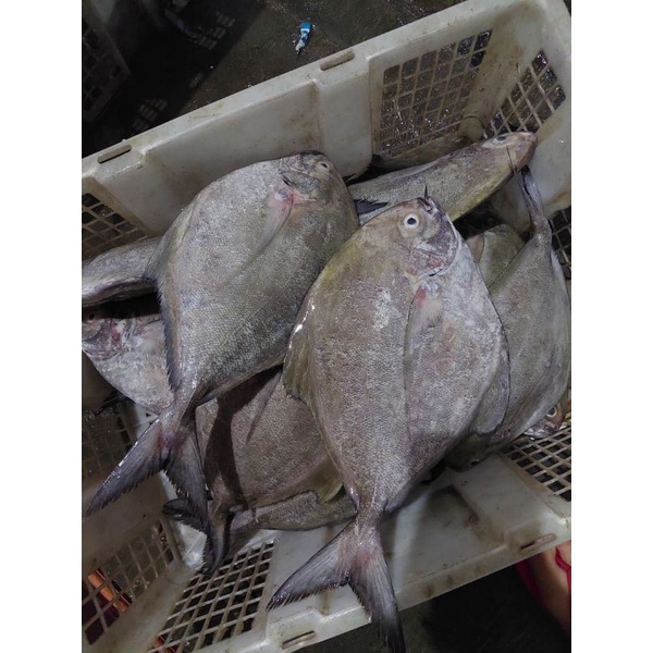

IKAN BAWAL HITAM