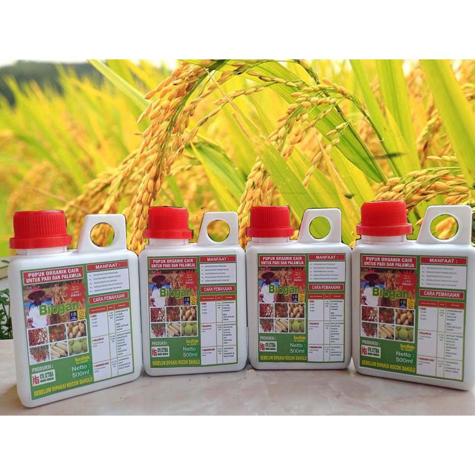 POC BIOGAN UNTUK BUDIDAYA TANAMAN PADI 500ML