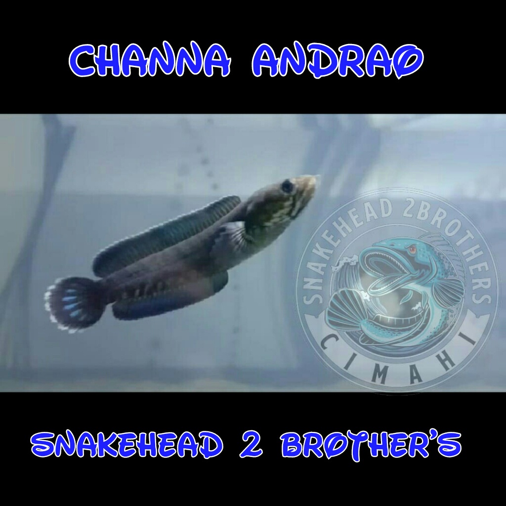 Channa Andrao 3-4cm 5-6cm 7-8cm 9-10cm Termurah