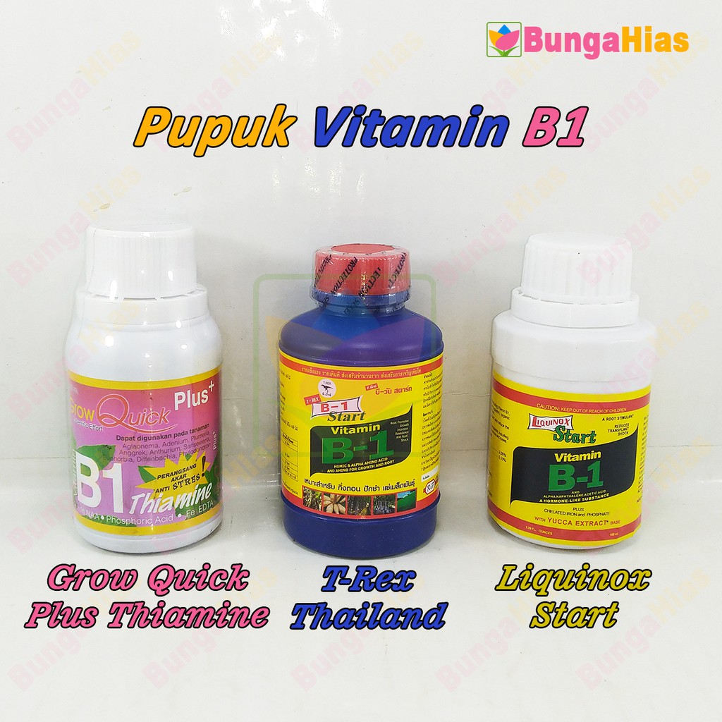 Pupuk Vitamin B1 100 ML Tanaman Dan Bunga Liquinox / T-Rex Thailand ...