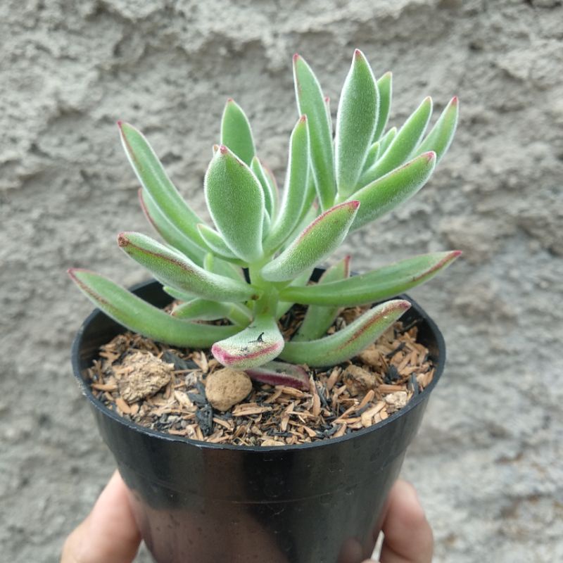 Echeveria Pulvinata | DP 10cm | Sukulen