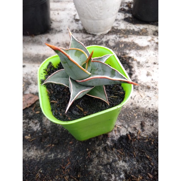 Sansevieria pinguiculata