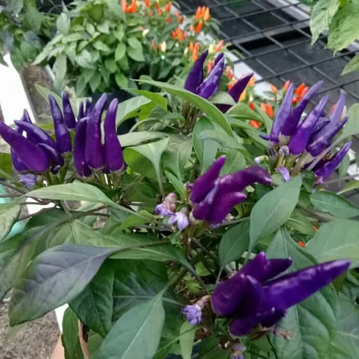 Paket 4 Jenis Cabai Unik Cabai Ungu Cabai Pelangi